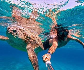 Sea Turtle snorkel express
