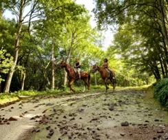 Paseo en caballo -RB